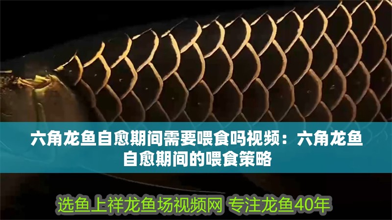 六角龍魚自愈期間需要喂食嗎視頻：六角龍魚自愈期間的喂食策略