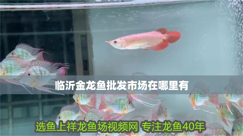 金龍魚和銀龍魚怎么區分