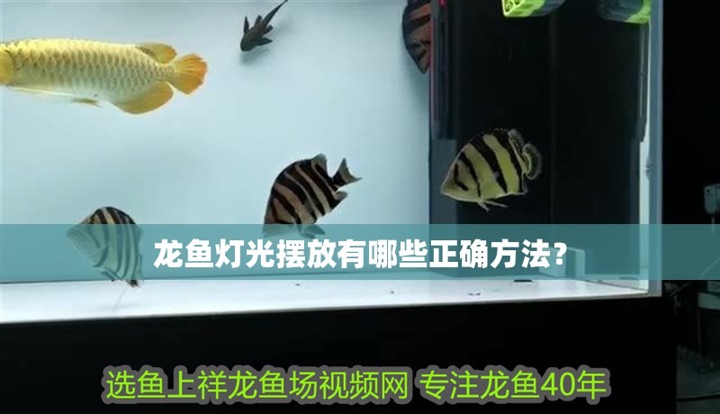 龍魚燈光擺放有哪些正確方法？