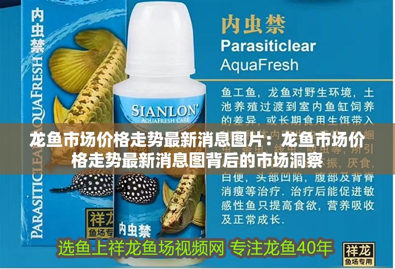 龍魚市場價格走勢最新消息圖片：龍魚市場價格走勢最新消息圖背后的市場洞察