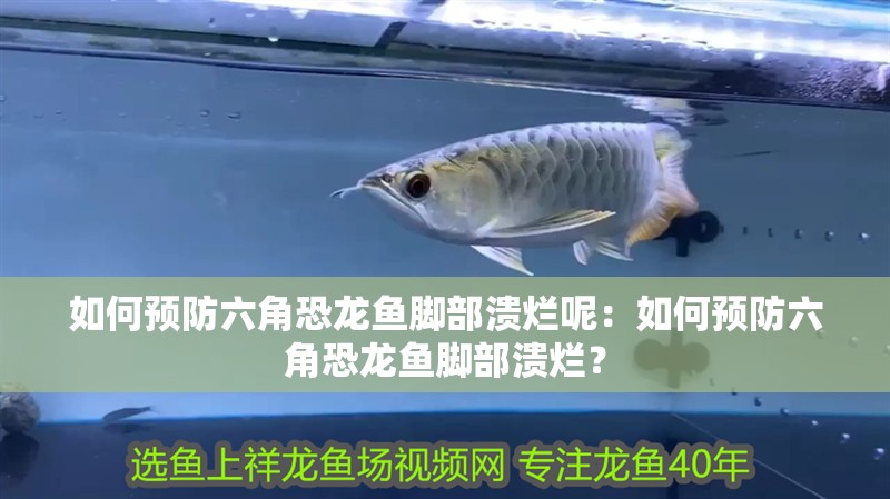 如何預防六角恐龍魚腳部潰爛呢：如何預防六角恐龍魚腳部潰爛？