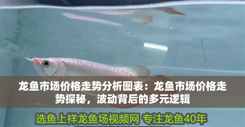 龍魚市場價格走勢分析圖表：龍魚市場價格走勢探秘，波動背后的多元邏輯