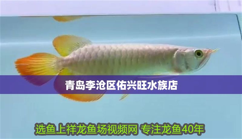 青島李滄區(qū)佑興旺水族店