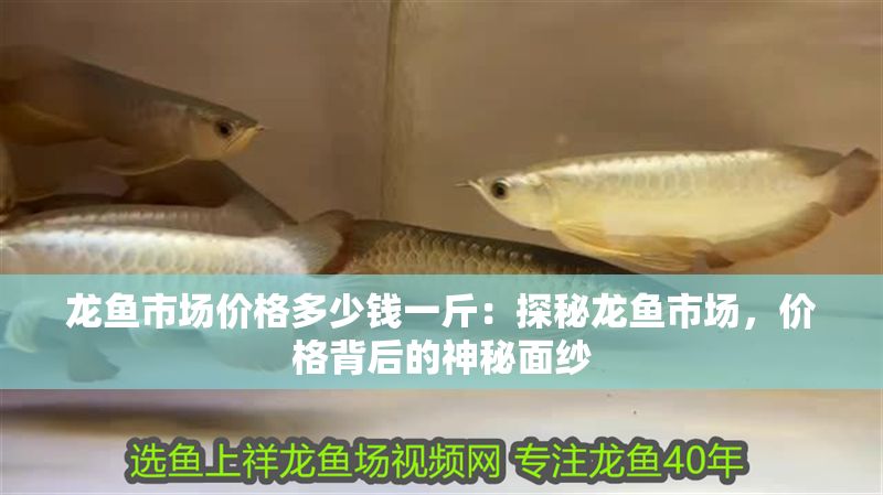 龍魚市場價格多少錢一斤：探秘龍魚市場，價格背后的神秘面紗