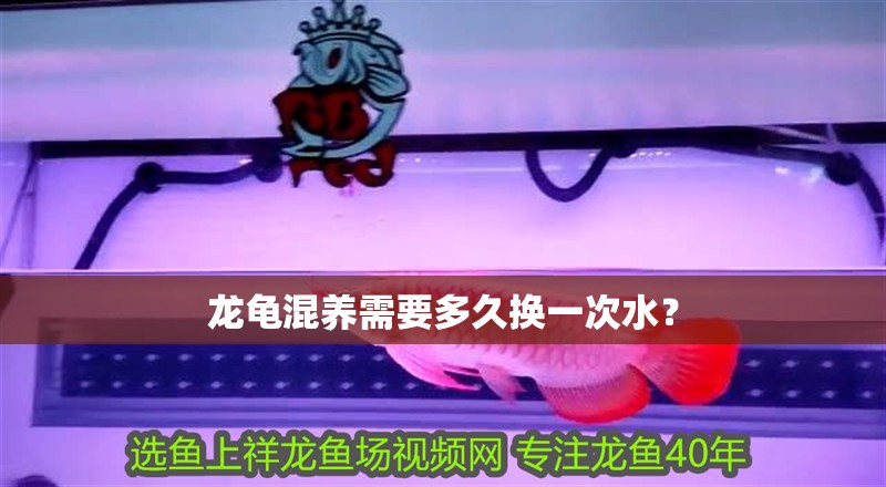 龍龜混養需要多久換一次水？