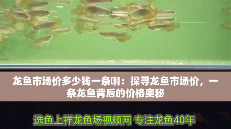 龍魚市場價多少錢一條啊：探尋龍魚市場價，一條龍魚背后的價格奧秘 龍魚市場價多少錢一條啊：探尋龍魚市場價，一條龍魚背后的價格奧秘 龍魚百科 第1張