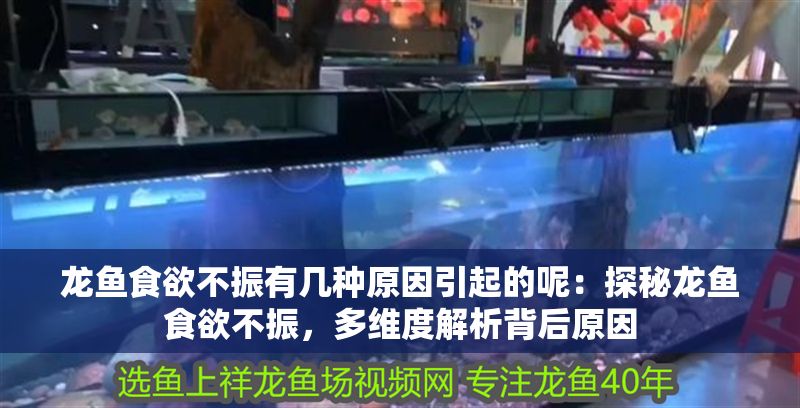 龍魚食欲不振有幾種原因引起的呢：探秘龍魚食欲不振，多維度解析背后原因