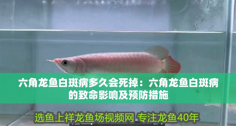 六角龍魚白斑病多久會死掉：六角龍魚白斑病的致命影響及預防措施