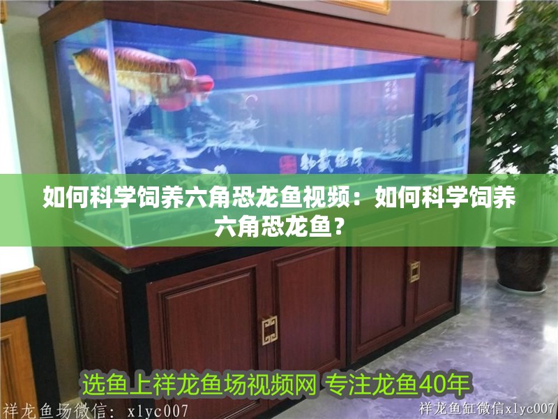 如何科學飼養六角恐龍魚視頻：如何科學飼養六角恐龍魚？