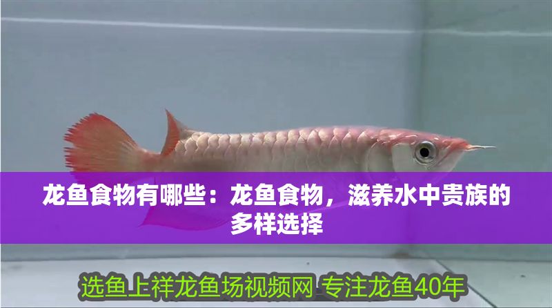 龍魚食物有哪些：龍魚食物，滋養水中貴族的多樣選擇