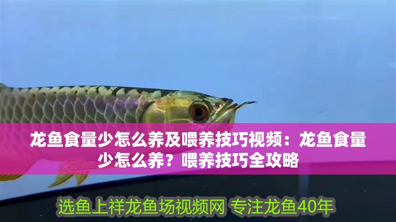 龍魚食量少怎么養(yǎng)及喂養(yǎng)技巧視頻：龍魚食量少怎么養(yǎng)？喂養(yǎng)技巧全攻略