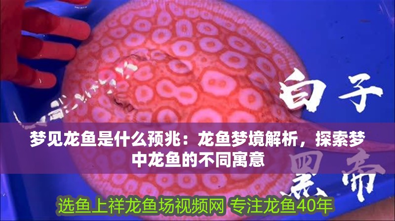 夢見龍魚是什么預(yù)兆：龍魚夢境解析，探索夢中龍魚的不同寓意