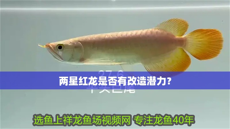 兩星紅龍是否有改造潛力？
