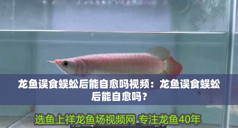 魚缸造景先放沙還是先放水(魚缸造景先鋪沙還是先放石頭) 龍魚誤食蜈蚣后能自愈嗎視頻:龍魚誤食蜈蚣后能自愈嗎? 水族問答 龍魚誤食蜈蚣后能自愈嗎視頻:龍魚誤食蜈蚣后能自愈嗎? 龍魚誤食蜈蚣后能自愈嗎視頻:龍魚誤食蜈蚣后能自愈嗎? 水族問答