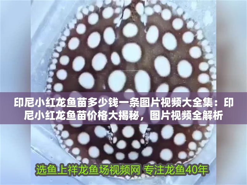 印尼小紅龍魚苗多少錢一條圖片視頻大全集：印尼小紅龍魚苗價格大揭秘，圖片視頻全解析