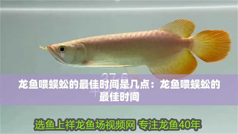 龍魚喂蜈蚣的最佳時間是幾點：龍魚喂蜈蚣的最佳時間
