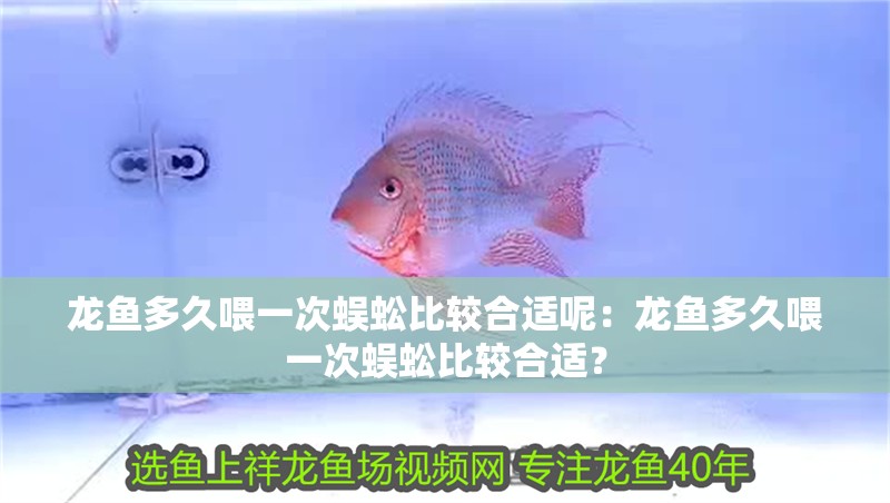 龍魚多久喂一次蜈蚣比較合適呢：龍魚多久喂一次蜈蚣比較合適？