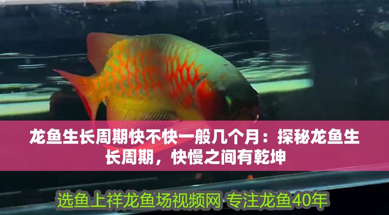 龍魚生長周期快不快一般幾個月：探秘龍魚生長周期，快慢之間有乾坤