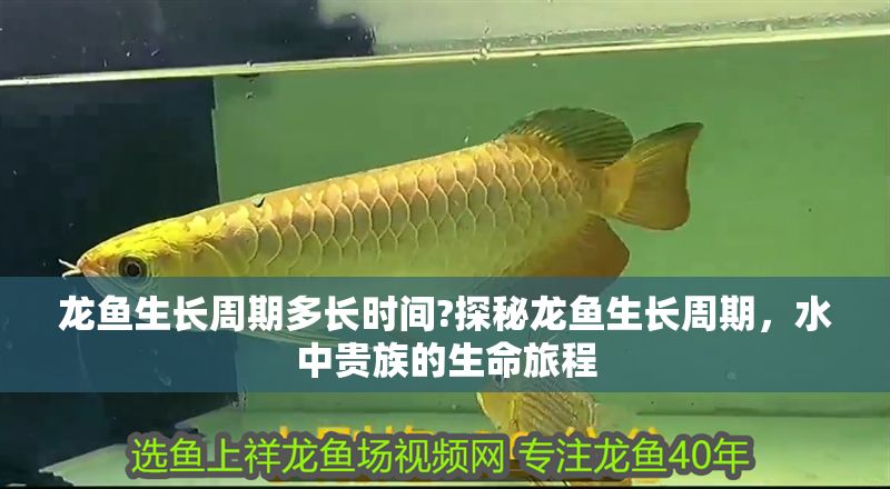 龍魚生長周期多長時間?探秘龍魚生長周期，水中貴族的生命旅程