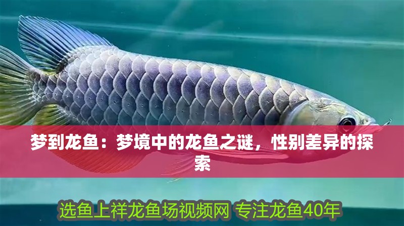 夢到龍魚：夢境中的龍魚之謎，性別差異的探索