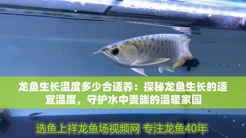 龍魚(yú)生長(zhǎng)溫度多少合適養(yǎng)：探秘龍魚(yú)生長(zhǎng)的適宜溫度，守護(hù)水中貴族的溫暖家園
