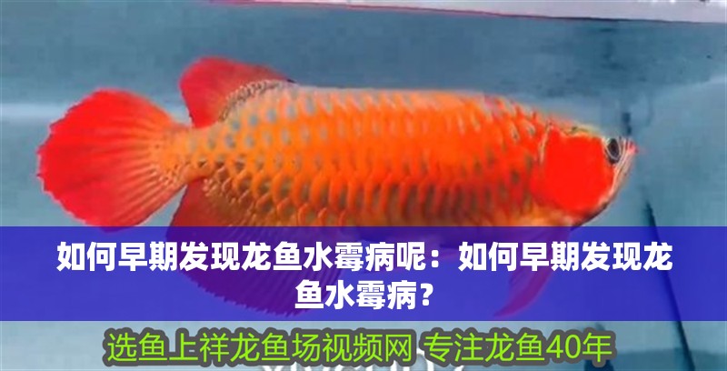 如何早期發現龍魚水霉病呢：如何早期發現龍魚水霉病？