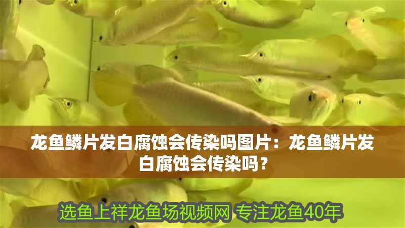 龍魚(yú)鱗片發(fā)白腐蝕會(huì)傳染嗎圖片：龍魚(yú)鱗片發(fā)白腐蝕會(huì)傳染嗎？