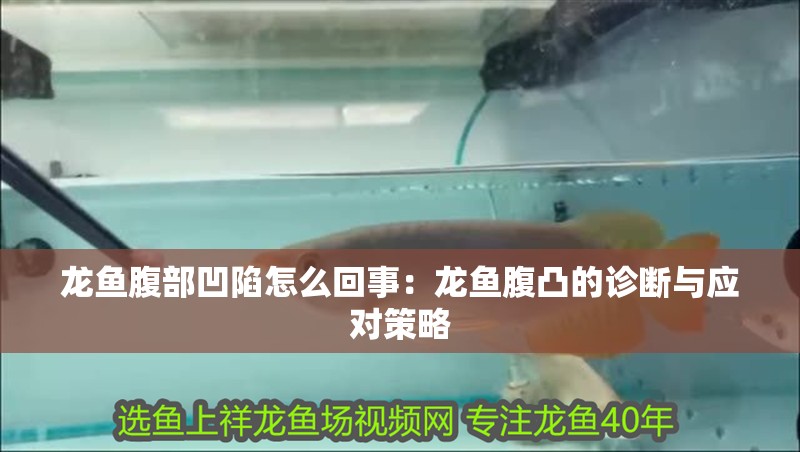 龍魚腹部凹陷怎么回事：龍魚腹凸的診斷與應對策略