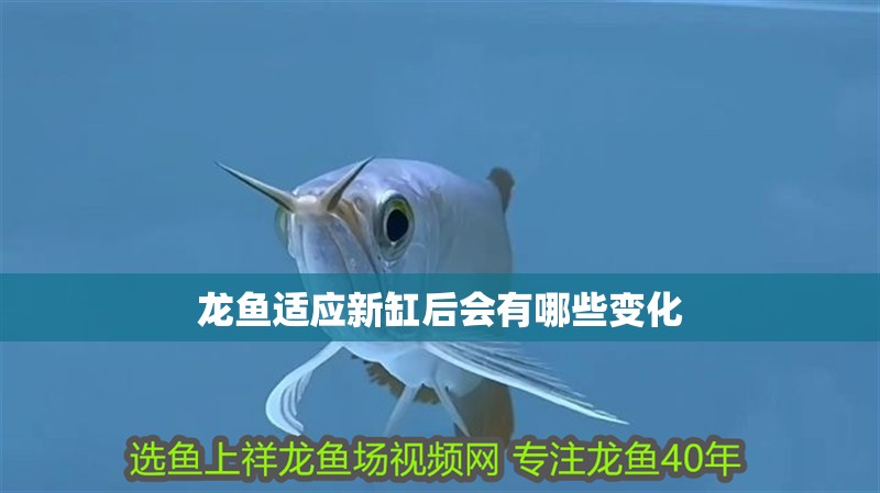 龍魚適應新缸后會有哪些變化