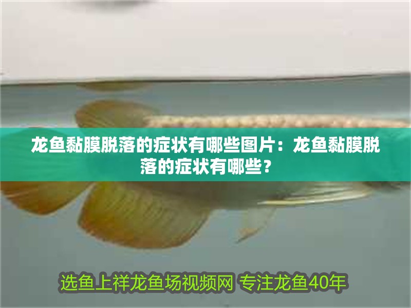 龍魚黏膜脫落的癥狀有哪些圖片：龍魚黏膜脫落的癥狀有哪些？