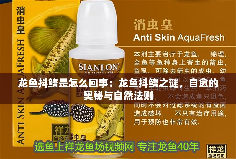 龍魚(yú)抖鰭是怎么回事：龍魚(yú)抖鰭之謎，自愈的奧秘與自然法則