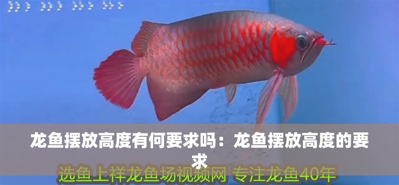 龍魚擺放高度有何要求嗎：龍魚擺放高度的要求
