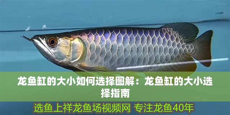 龍魚缸的大小如何選擇圖解：龍魚缸的大小選擇指南