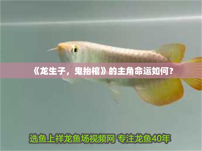 《龍生子，鬼抬棺》的主角命運如何？