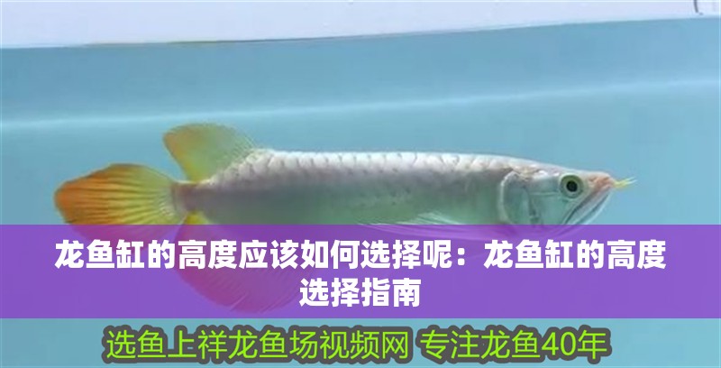 龍魚缸的高度應該如何選擇呢：龍魚缸的高度選擇指南