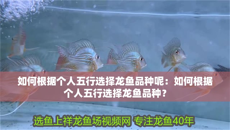 如何根據個人五行選擇龍魚品種呢：如何根據個人五行選擇龍魚品種？