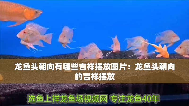 龍魚頭朝向有哪些吉祥擺放圖片：龍魚頭朝向的吉祥擺放