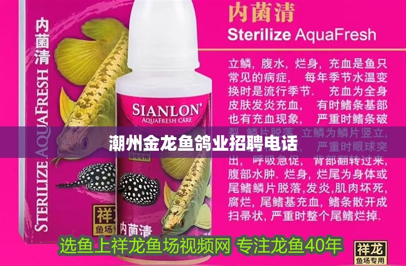 <strong><mark>潮州</mark></strong>金龍魚鴿業招聘電話