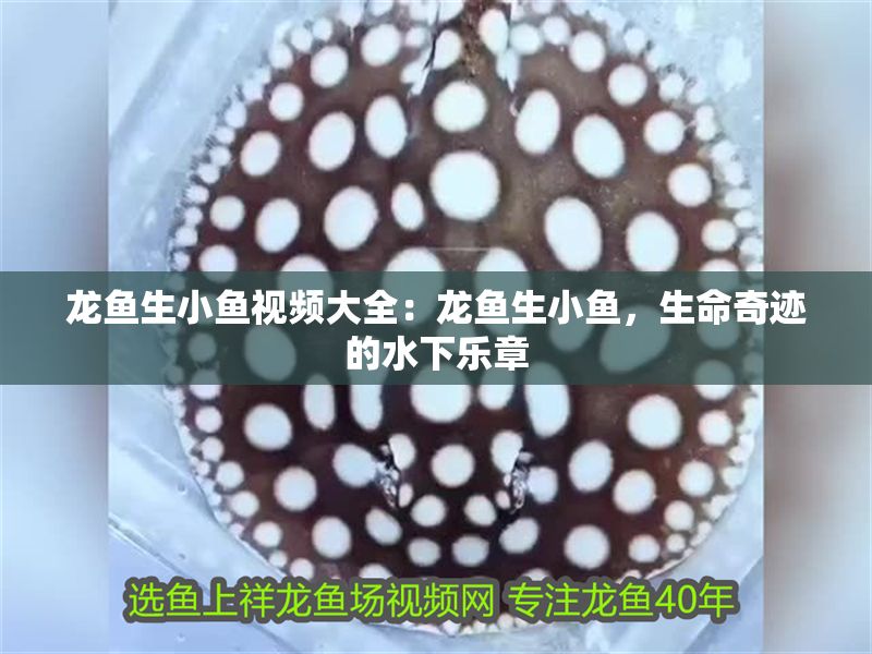龍魚生小魚視頻大全：龍魚生小魚，生命奇跡的水下樂章
