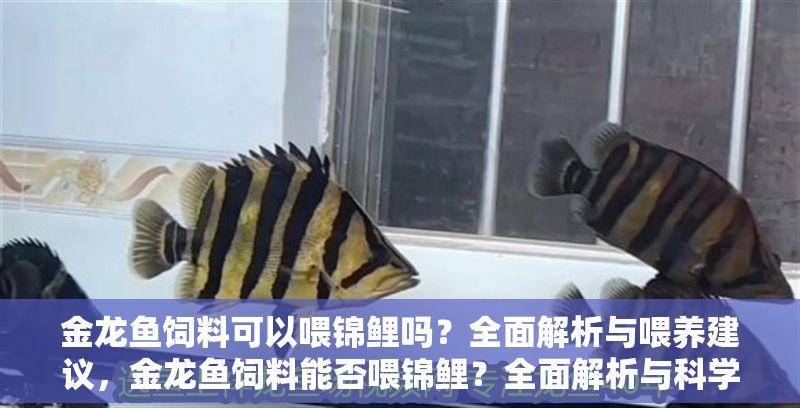 金龍魚飼料可以喂錦鯉嗎？全面解析與喂養建議，金龍魚飼料能否喂錦鯉？全面解析與科學喂養指南