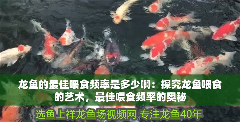 龍魚(yú)的最佳喂食頻率是多少啊：探究龍魚(yú)喂食的藝術(shù)，最佳喂食頻率的奧秘