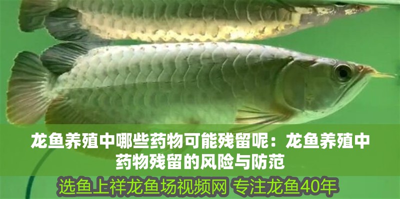 龍魚養殖中哪些藥物可能殘留呢：龍魚養殖中藥物殘留的風險與防范