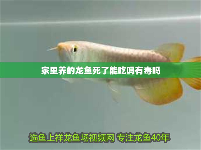 家里養的龍魚死了能吃嗎有毒嗎