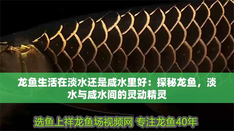 龍魚生活在淡水還是咸水里好：探秘龍魚，淡水與咸水間的靈動精靈