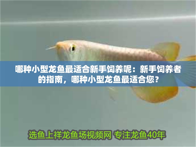 哪種小型龍魚最適合新手飼養呢：新手飼養者的指南，哪種小型龍魚最適合您？