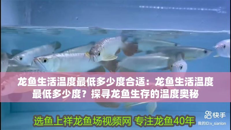 龍魚(yú)生活溫度最低多少度合適：龍魚(yú)生活溫度最低多少度？探尋龍魚(yú)生存的溫度奧秘