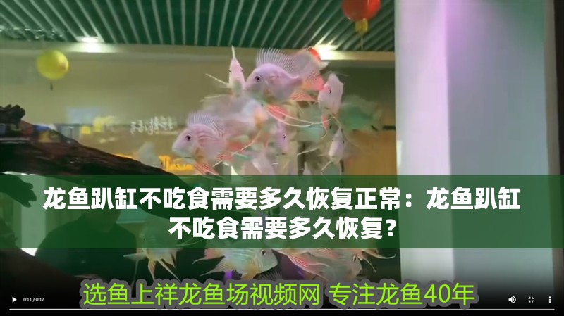 龍魚趴缸不吃食需要多久恢復(fù)正常：龍魚趴缸不吃食需要多久恢復(fù)？