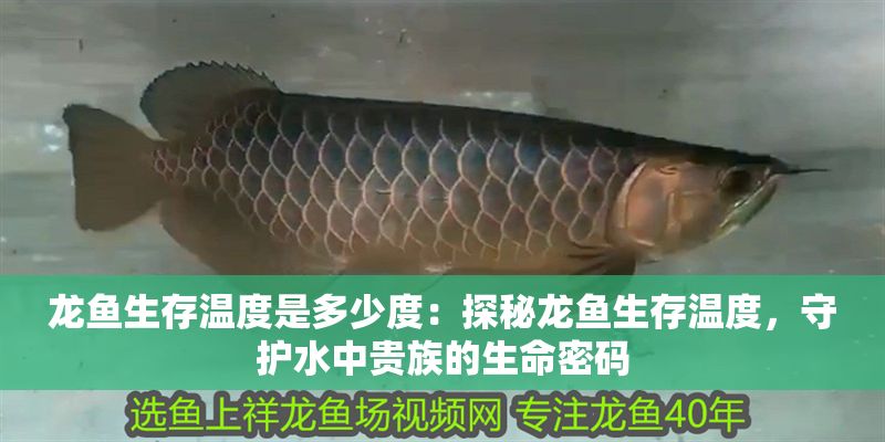 龍魚生存溫度是多少度：探秘龍魚生存溫度，守護水中貴族的生命密碼