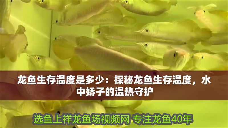 龍魚生存溫度是多少：探秘龍魚生存溫度，水中嬌子的溫?zé)崾刈o(hù)