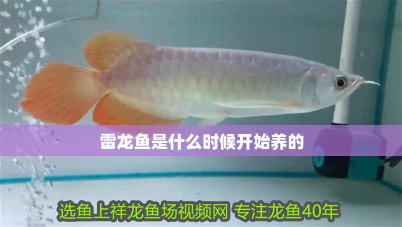 魚(yú)缸過(guò)濾器選購(gòu)指南:自制魚(yú)缸過(guò)濾器魚(yú)缸上置過(guò)濾器對(duì)于養(yǎng)魚(yú)愛(ài)好者的必備知識(shí) 雷龍魚(yú)是什么時(shí)候開(kāi)始養(yǎng)的 龍魚(yú)百科 雷龍魚(yú)是什么時(shí)候開(kāi)始養(yǎng)的 雷龍魚(yú)是什么時(shí)候開(kāi)始養(yǎng)的 龍魚(yú)百科
